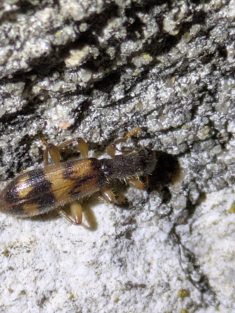Undulate Checkered Beetle