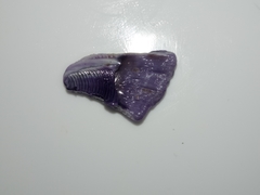 Austrobalanus imperator