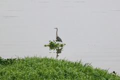 Ardea herodias