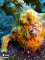 Antennarius maculatus