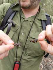 Auscala spinosa