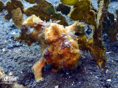 Antennarius maculatus