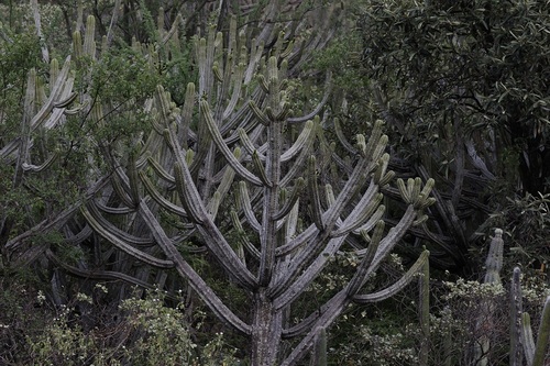 Browningia altissima, photograph 3