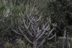 Browningia altissima, photograph author not stated, no rights reserved