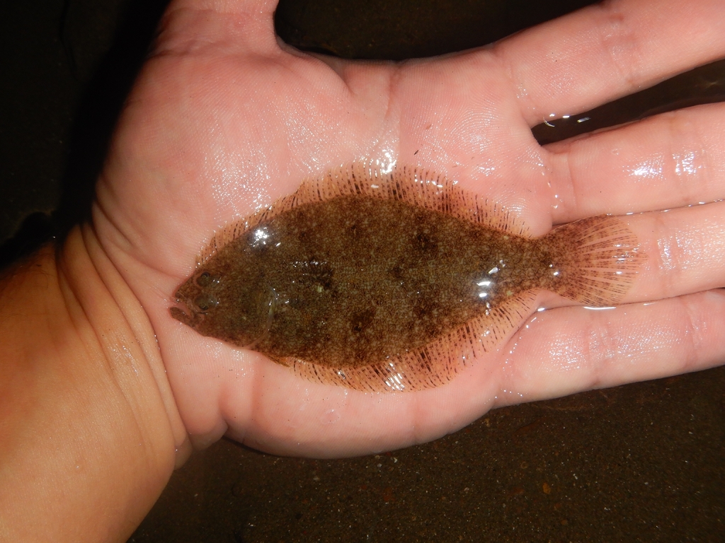 Bigmouth sanddab (Citharichthys gilberti) — Paralichthyidae