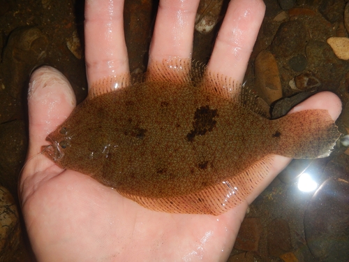Five-rayed sanddab (Citharichthys mariajorisae) — Paralichthyidae