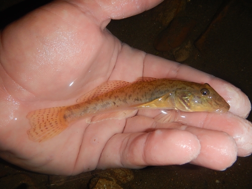 River goby (Awaous banana) — Gobiidae — 4