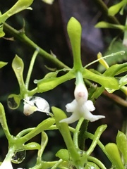 Epidendrum paniculourubambense