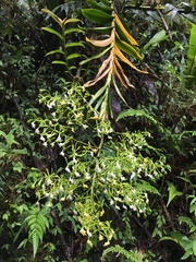Epidendrum paniculourubambense