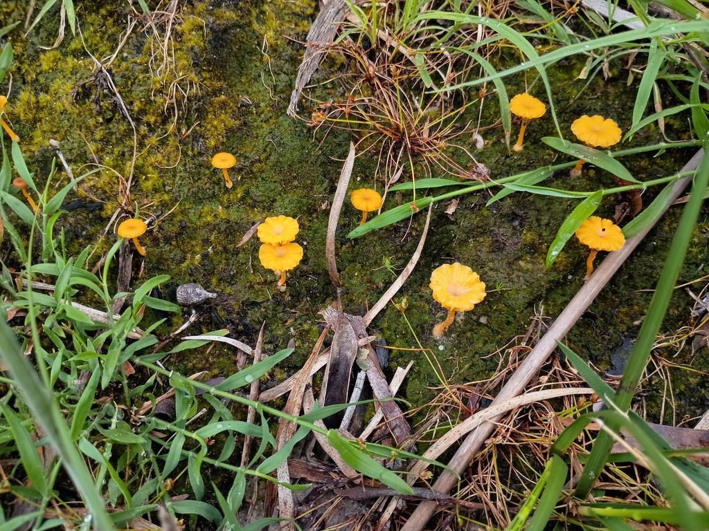 Lichenomphalia chromacea · November 2025 · photo: © grampianshiker (iNaturalist, cc-by)