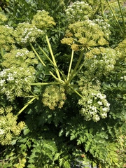 Anisotome lyallii
