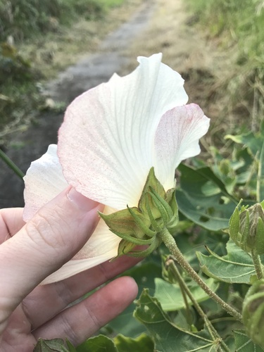 Hibiscus makinoi, photograph 2