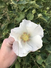 Hibiscus makinoi, photograph author not stated, no rights reserved