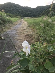 Hibiscus makinoi, photograph author not stated, no rights reserved