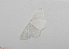 Protitame virginalis