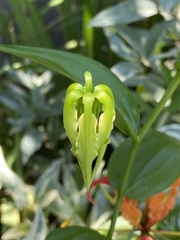 Gloriosa