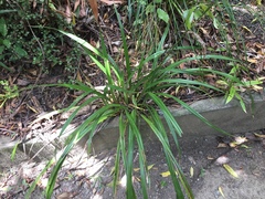 Dianella nigra