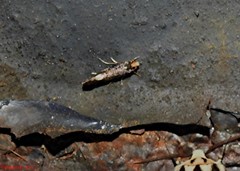 Monopis spilotella