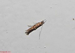 Cosmopterix pulchrimella