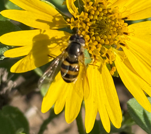 Unknown species found near Bexar County, US-TX, US