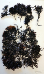 Melanthalia abscissa