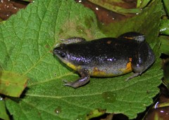 Elachistocleis cesarii