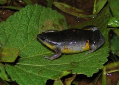 Elachistocleis cesarii