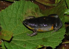 Elachistocleis cesarii