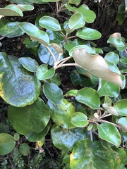 Brachyglottis rotundifolia