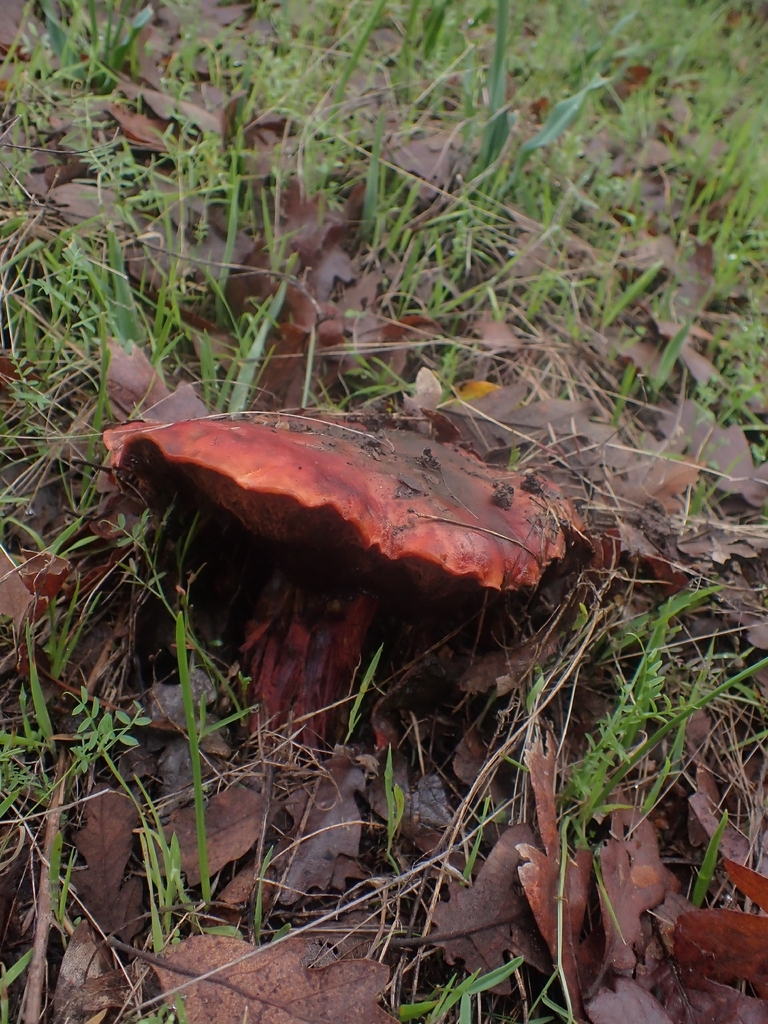 Suillellus amygdalinus · December 2025 · photo: © dgwdoesthings (iNaturalist, cc0)