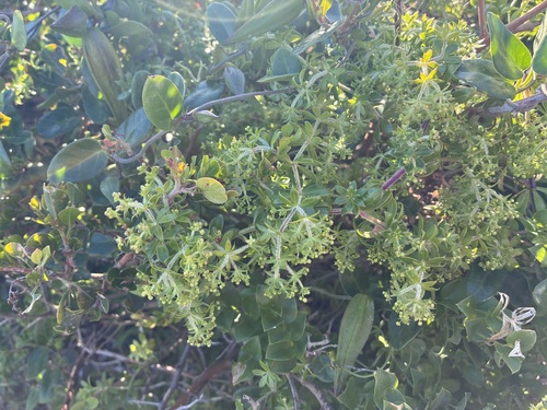 Velvet Bedstraw (Galium tomentosum)