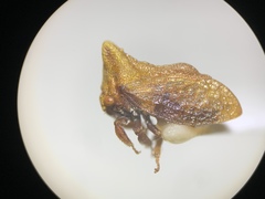 Multareoides bifurcatus