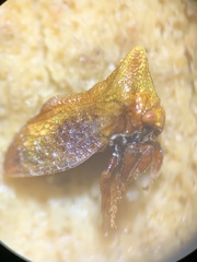 Multareoides bifurcatus