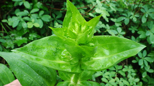 Gentiana lutea iNat (1)