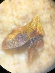 Multareoides bifurcatus