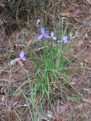 Leafy Purple Flag (Patersonia glabrata)