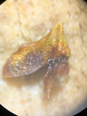 Multareoides bifurcatus