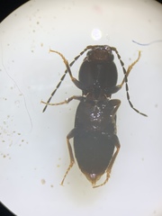 Horistonotus
