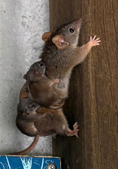 Yellow-Footed Antechinus photo 4