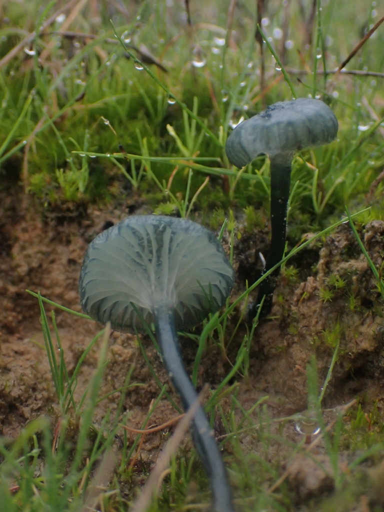 Arrhenia chlorocyanea · December 2025 · photo: © dgwdoesthings (iNaturalist, cc0)