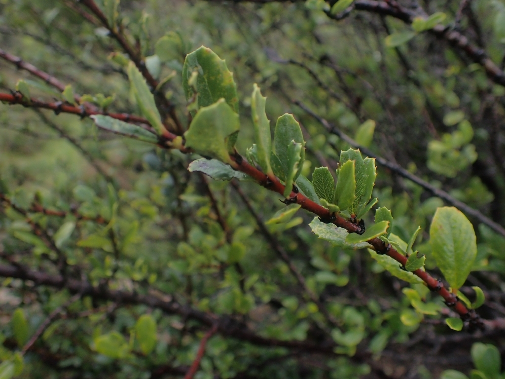 Ceanothus gloriosus; photograph author not stated, no rights reserved