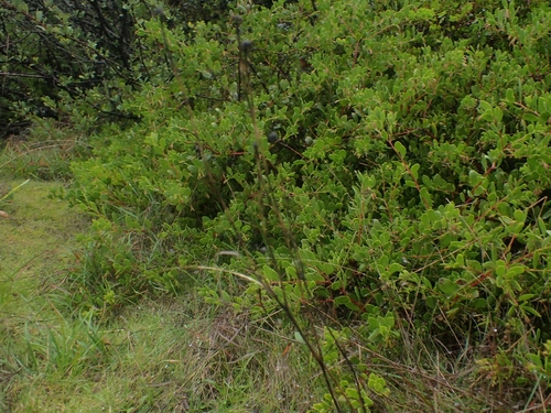 vine hill manzanita (Arctostaphylos densiflora)