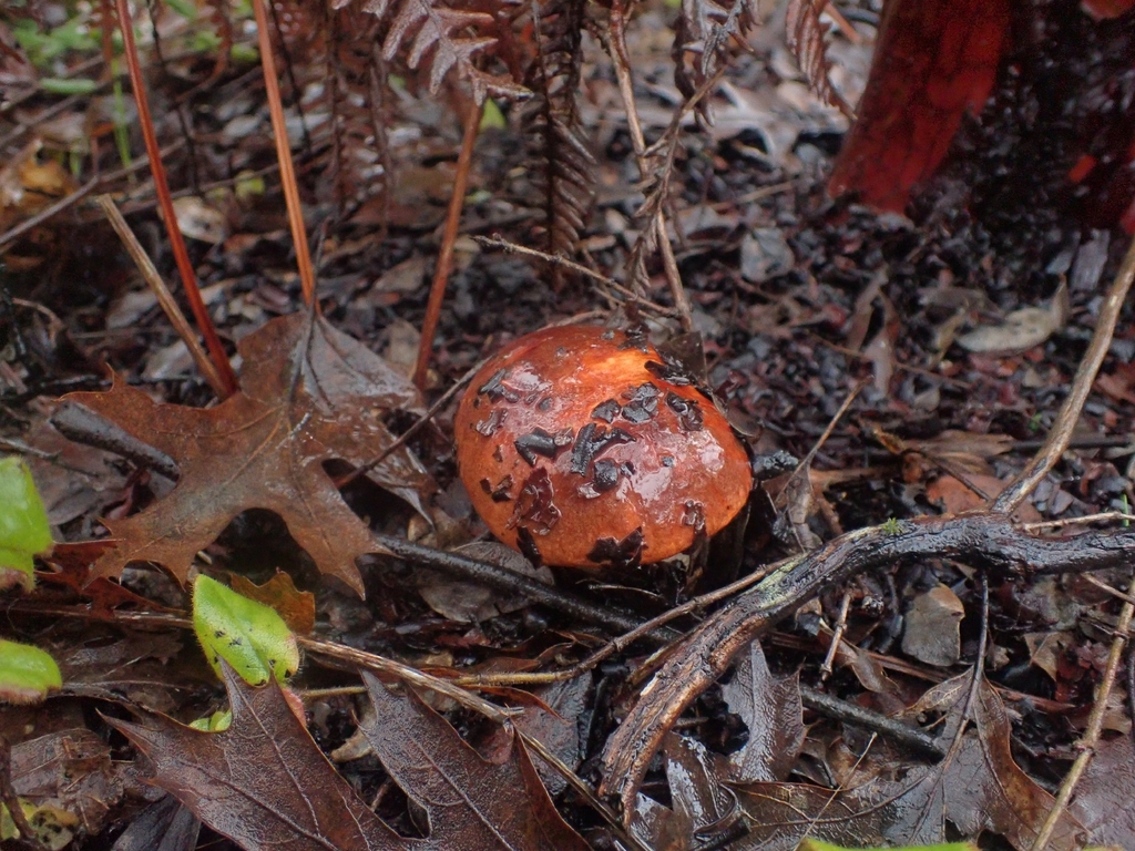 Leccinum manzanitae · December 2025 · photo: © dgwdoesthings (iNaturalist, cc0)