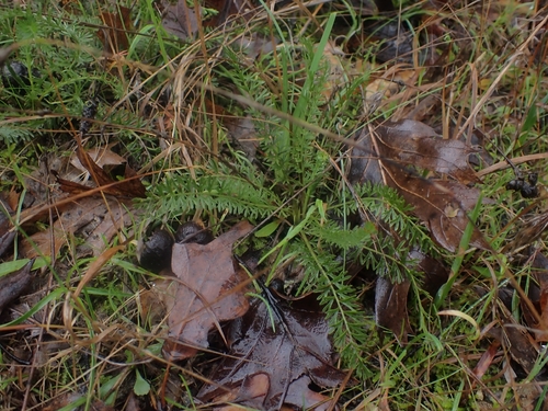 thin-lobed horkelia (Horkelia tenuiloba)