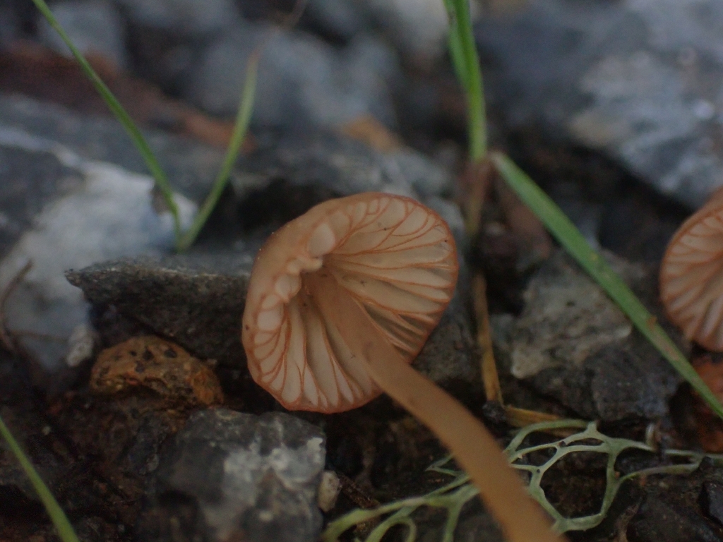 Mycena californiensis · December 2025 · photo: © dgwdoesthings (iNaturalist, cc0)