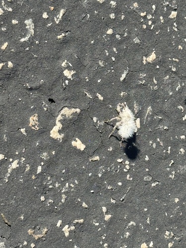 iNaturalist observation photo of Dasymutilla