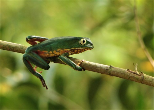 Sao Paulo Leaf Frog, Phyllomedusa distincta