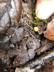Mycena oregonensis
