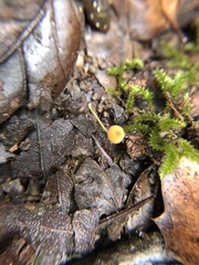 Mycena oregonensis