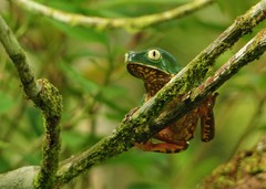 Phyllomedusa distincta